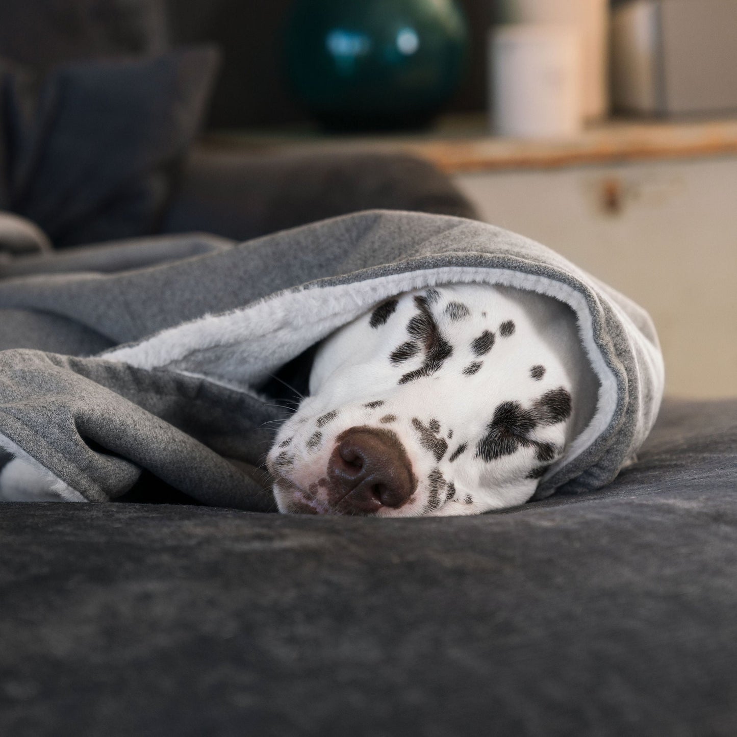 Discover The Perfect Blanket For Dogs! Help Delve Into a Cosy Burrow After Walks, Bath-Time or a Lazy Day Indoors! With Our Inchmurrin Dog Blanket In Stunning Dark Grey Ground! Available To Personalise Now at Lords & Labradors
