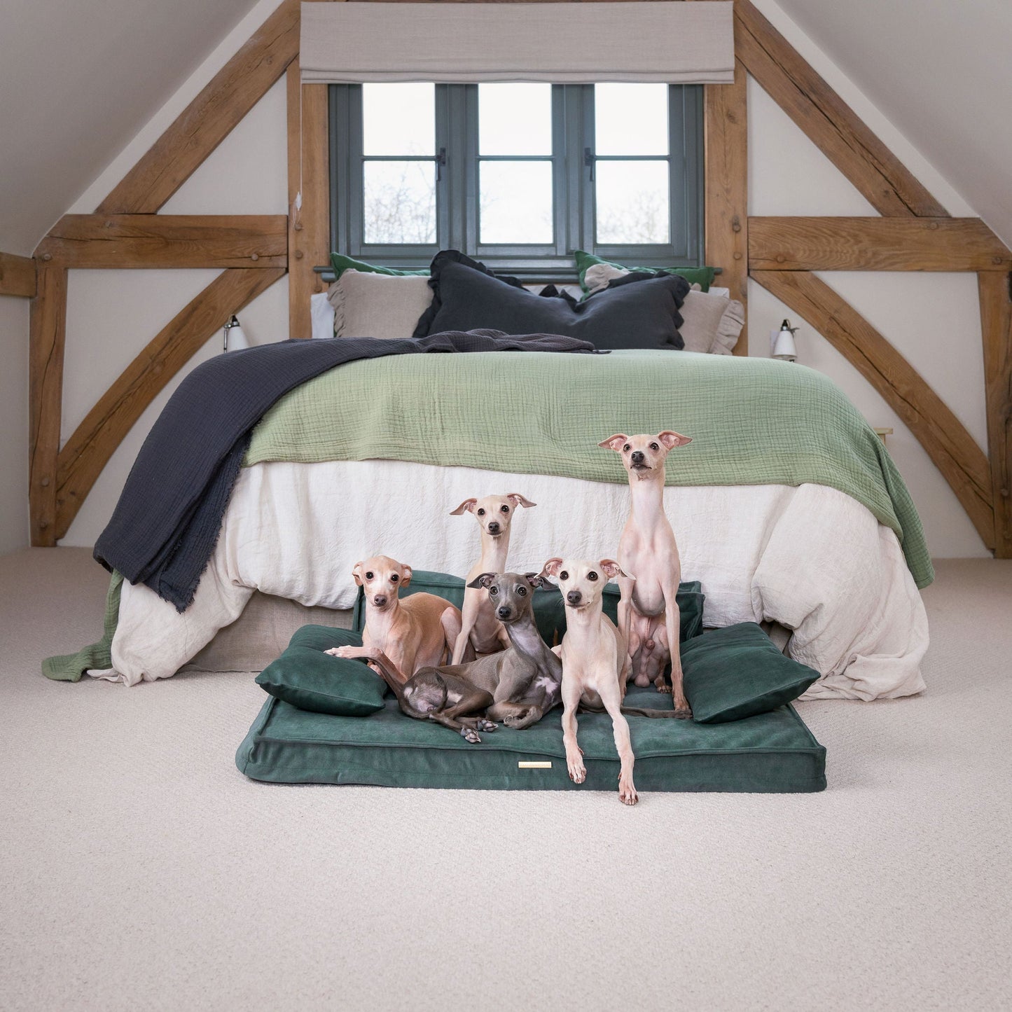 Introducing our luxury dog sofa in stunning dark green olive, featuring squishy foam inner for maximum comfort and removable arms to adjust your dog’s sleeping preference! The perfect sofa for dogs available now at Lords & Labradors
