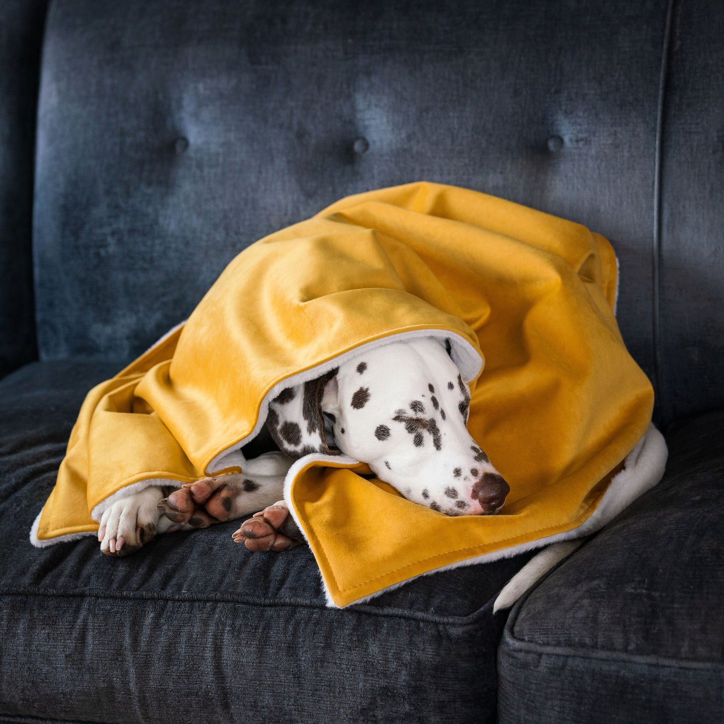 Dog & Puppy Blanket in Saffron Velvet By Lords & Labradors