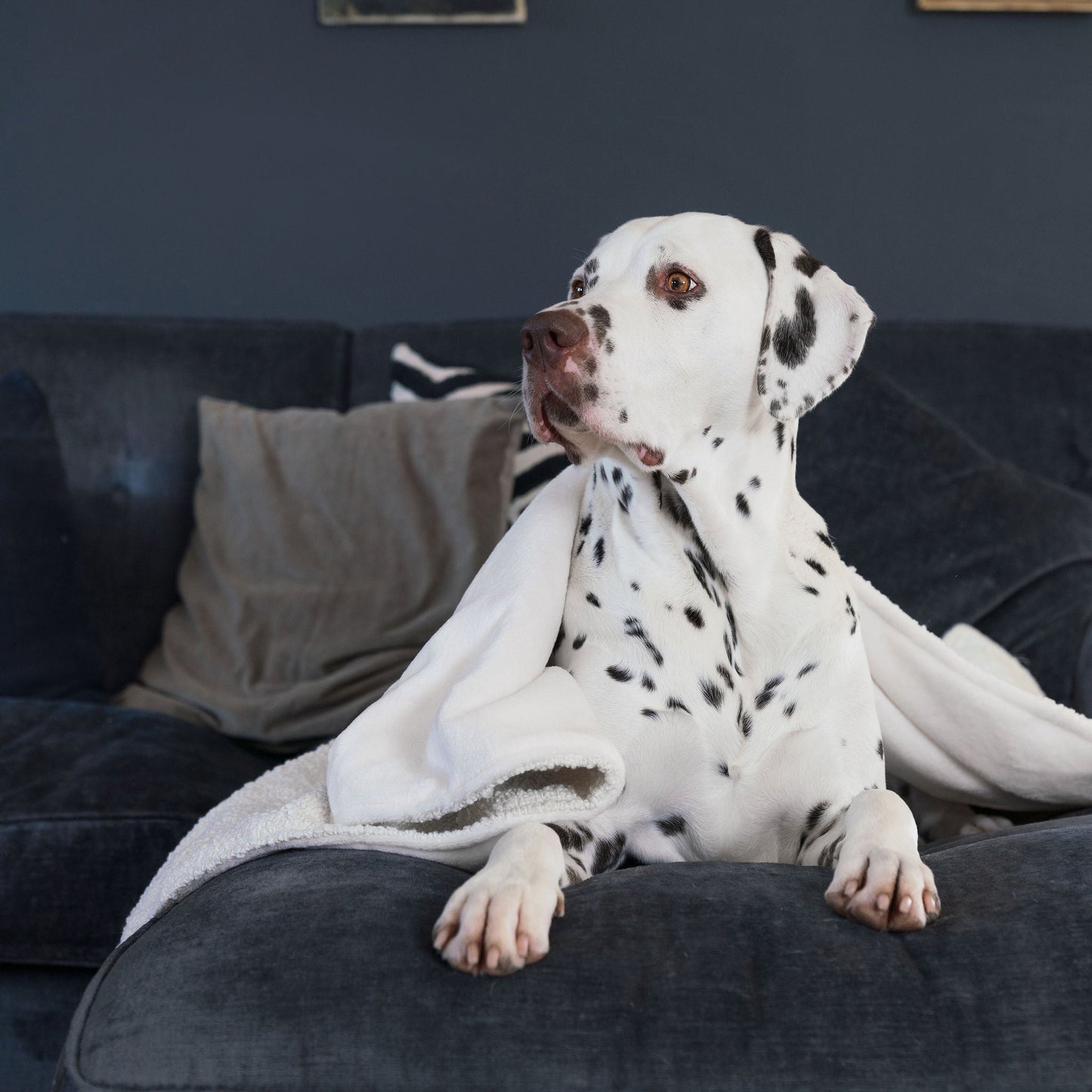 Discover Our Luxurious Dog Blanket In Luxury Ivory Bouclé Super Soft Sherpa & Teddy Fleece Lining, The Perfect Blanket For Puppies, Available To Personalise And In 2 Sizes Here at Lords & Labradors