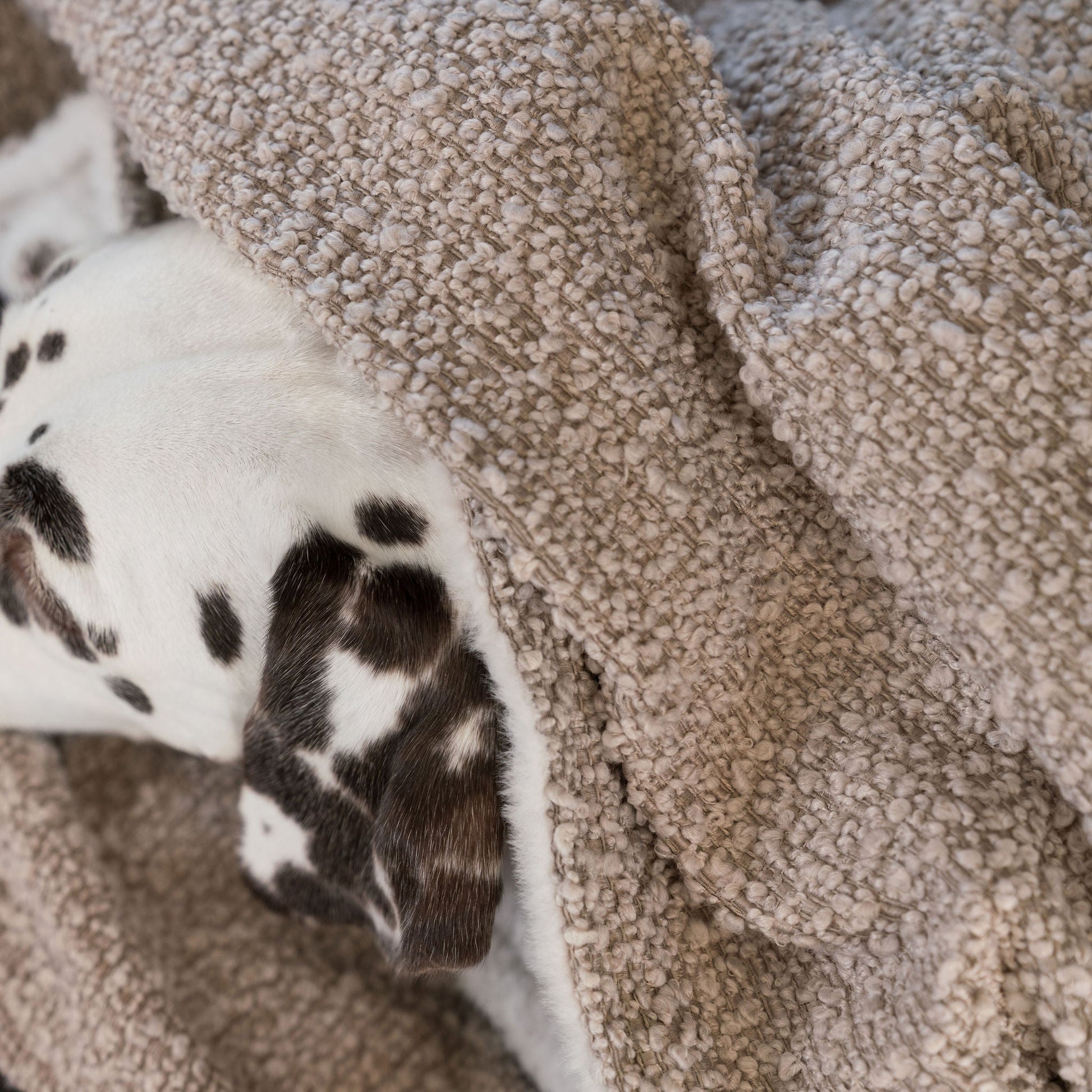 Discover Our Luxurious Dog Blanket In Luxury Mink Bouclé Super Soft Sherpa & Teddy Fleece Lining, The Perfect Blanket For Puppies, Available To Personalise And In 2 Sizes Here at Lords & Labradors