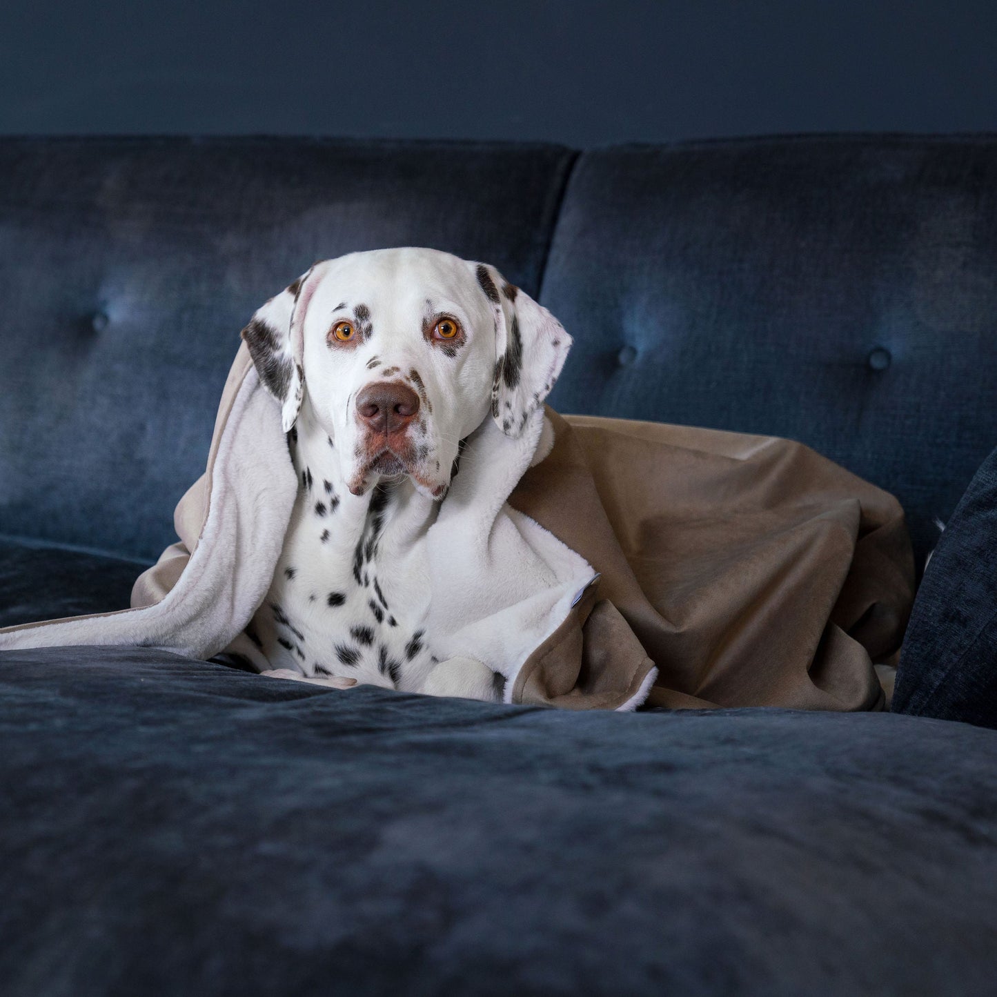 Dog & Puppy Blanket in Clay Velvet By Lords & Labradors