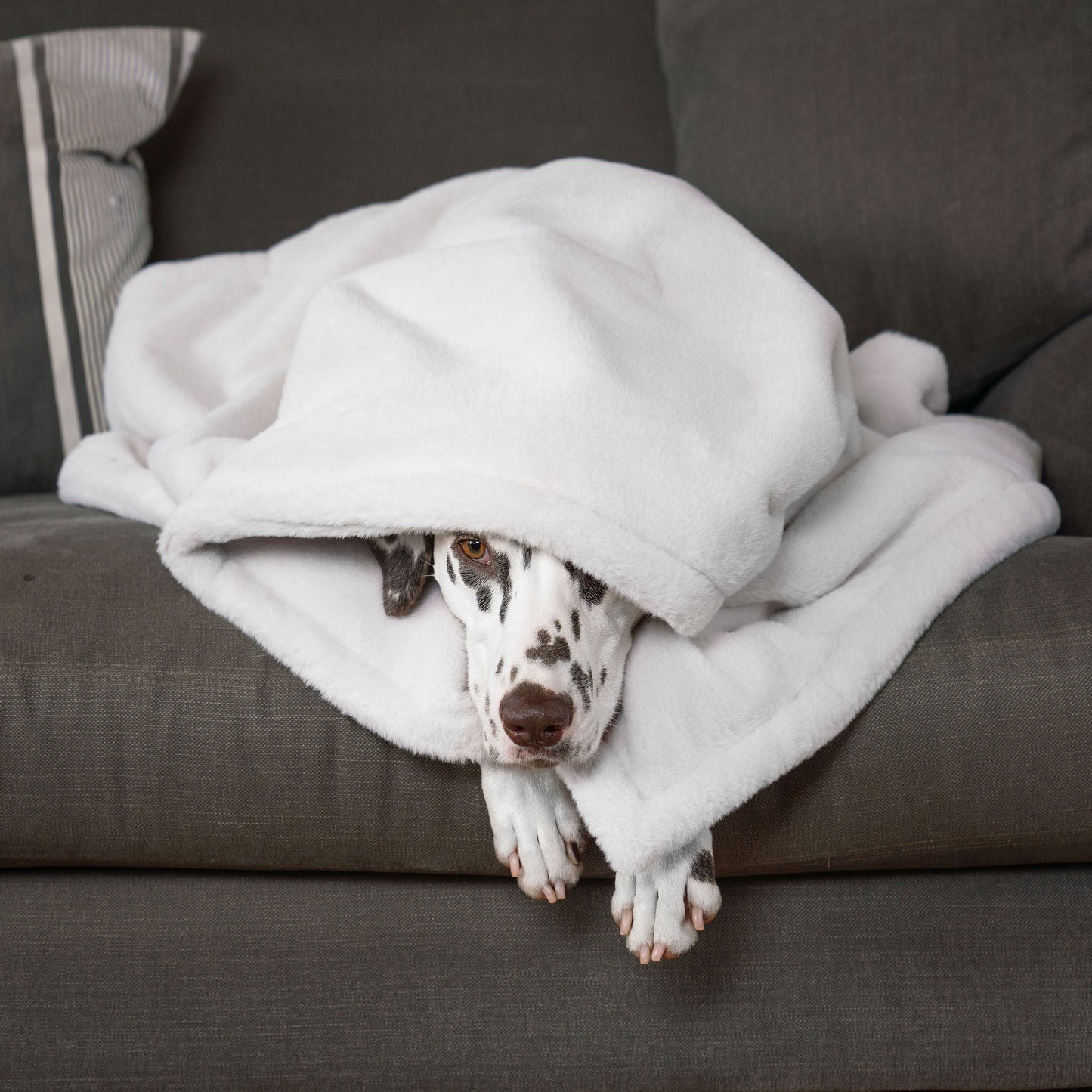  Discover Our Luxurious Anti-Anxiety Dog Blanket In Luxury Cream With Super Soft Plush & Short Faux Fur, The Perfect Blanket For Puppies, Available To Personalise And In 2 Sizes Here at Lords & Labradors