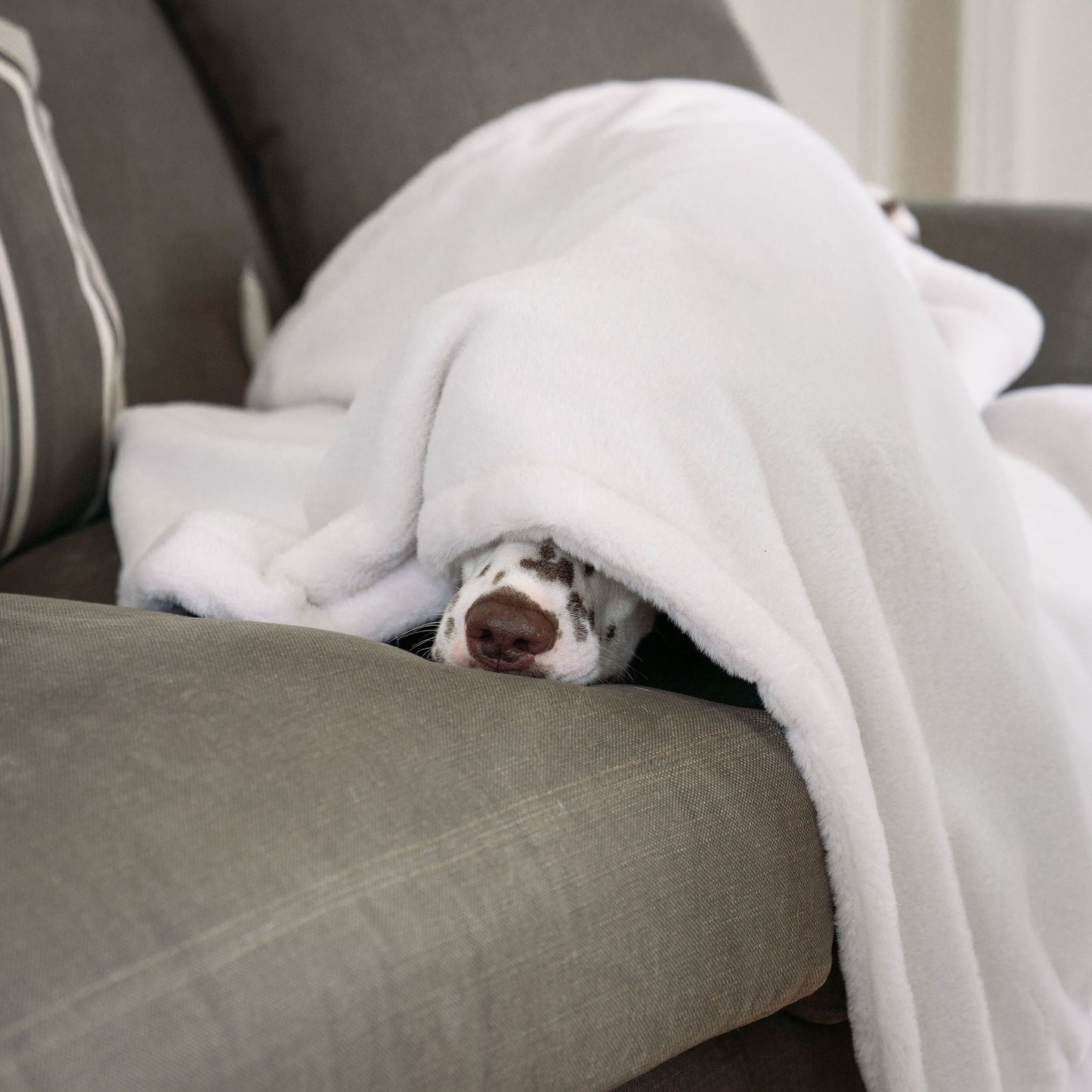  Discover Our Luxurious Anti-Anxiety Dog Blanket In Luxury Cream With Super Soft Plush & Short Faux Fur, The Perfect Blanket For Puppies, Available To Personalise And In 2 Sizes Here at Lords & Labradors