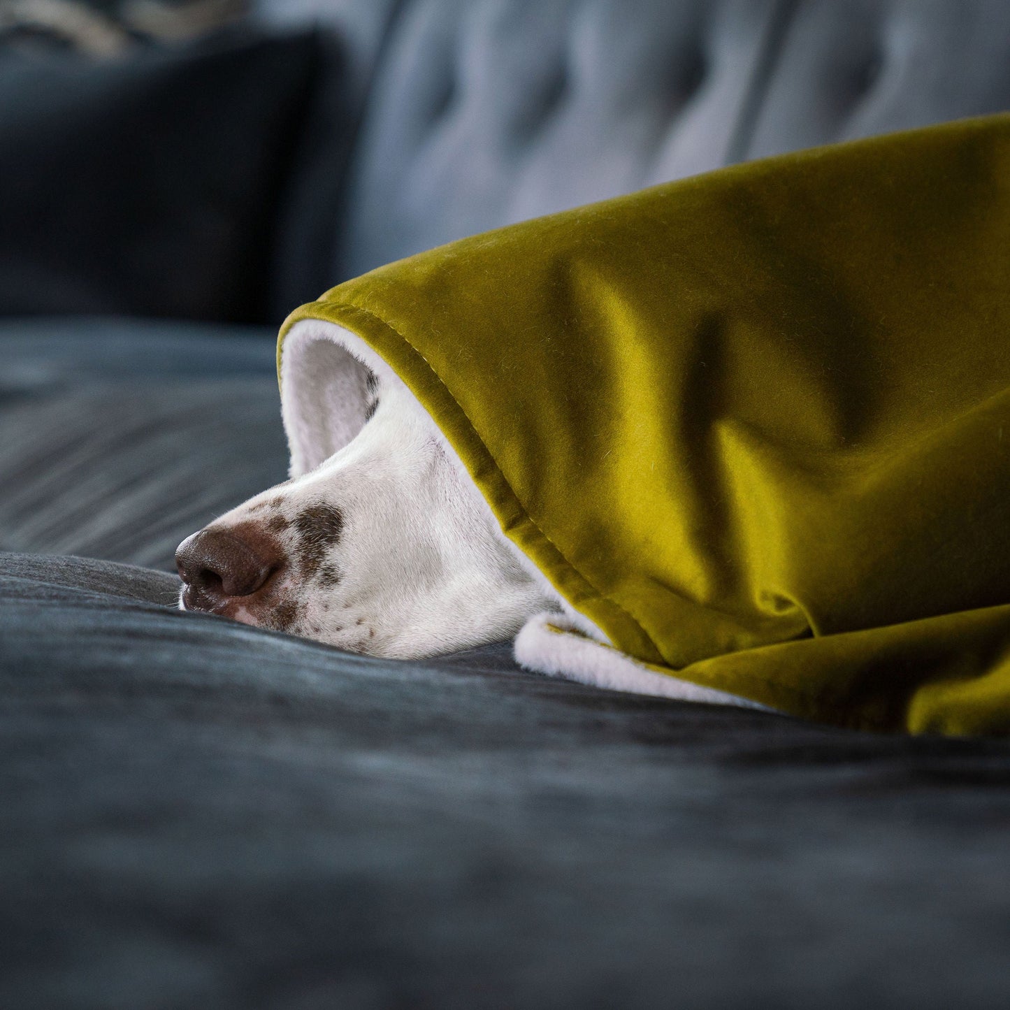 Dog & Puppy Blanket in Olive Velvet By Lords & Labradors