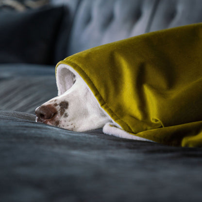 Dog & Puppy Blanket in Olive Velvet By Lords & Labradors