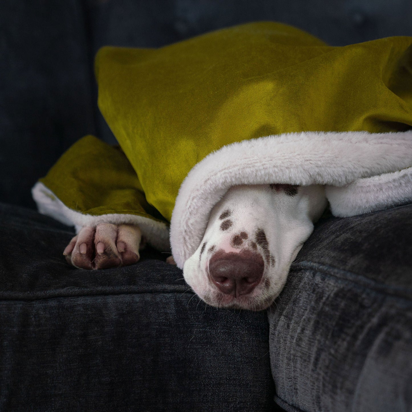 Dog & Puppy Blanket in Olive Velvet By Lords & Labradors