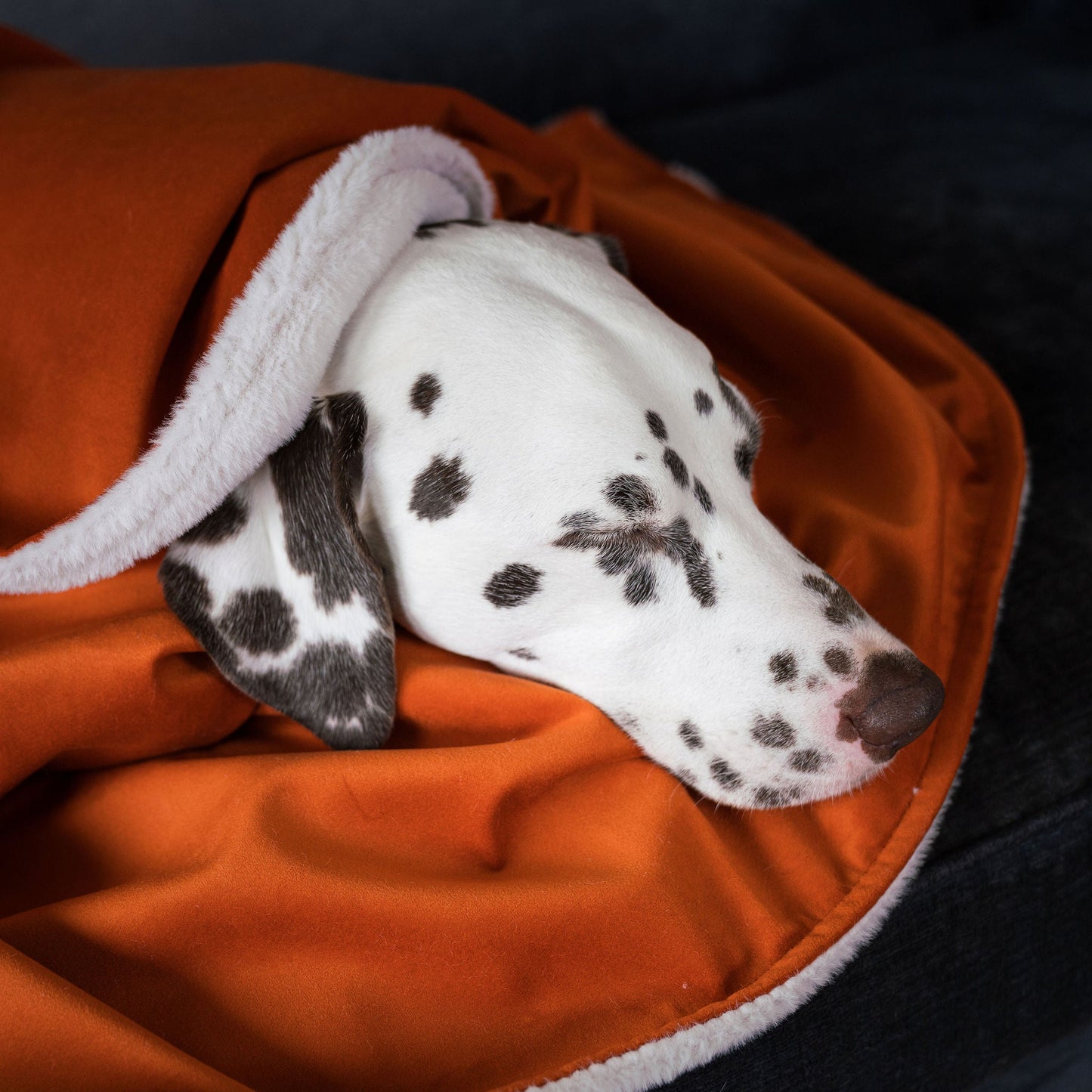 Dog & Puppy Blanket in Pumpkin Velvet By Lords & Labradors