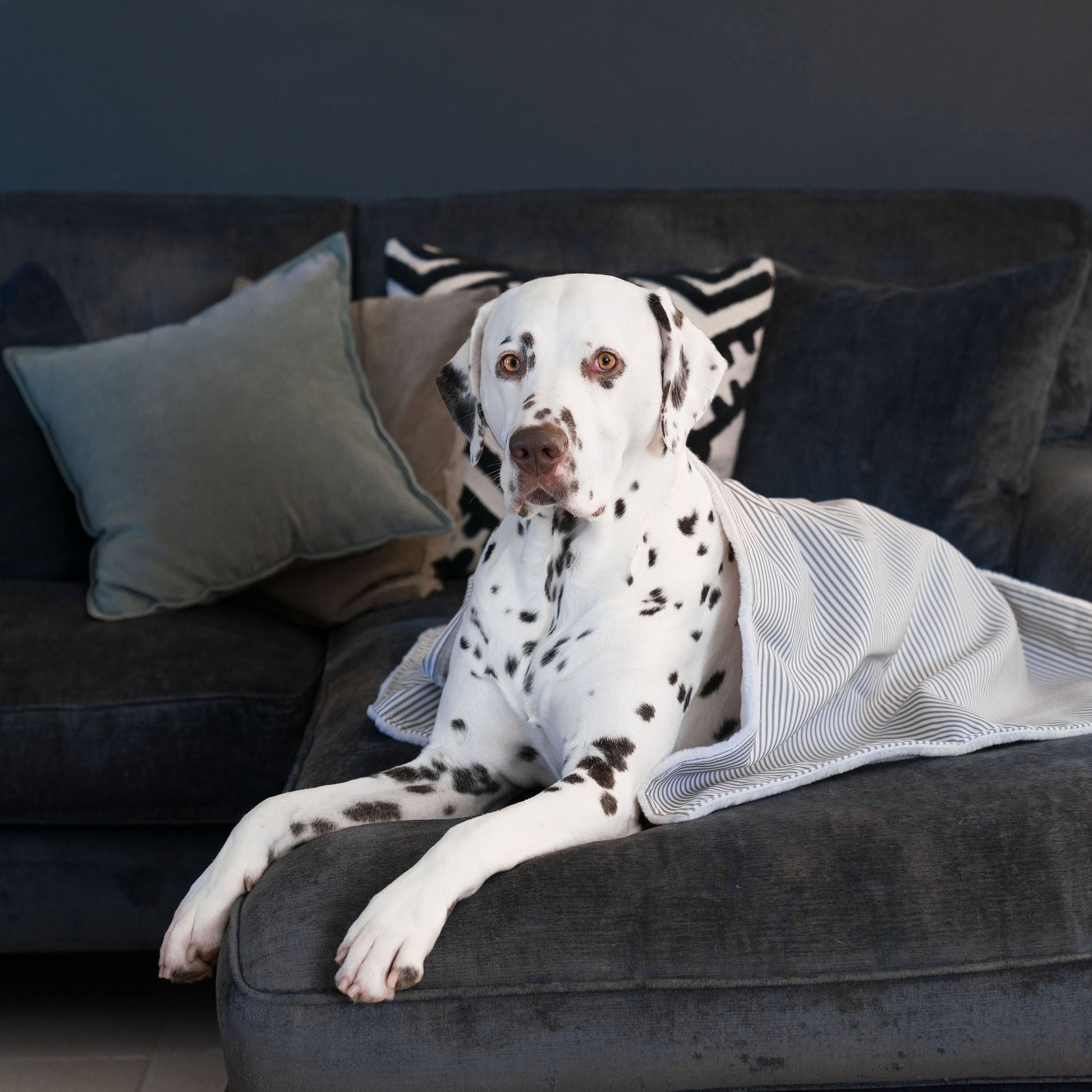  Discover Our Luxurious Dog Blanket In Stunning Regency Stripe, The Perfect Blanket For Puppies, Available To Personalise And In 2 Sizes Here at Lords & Labradors