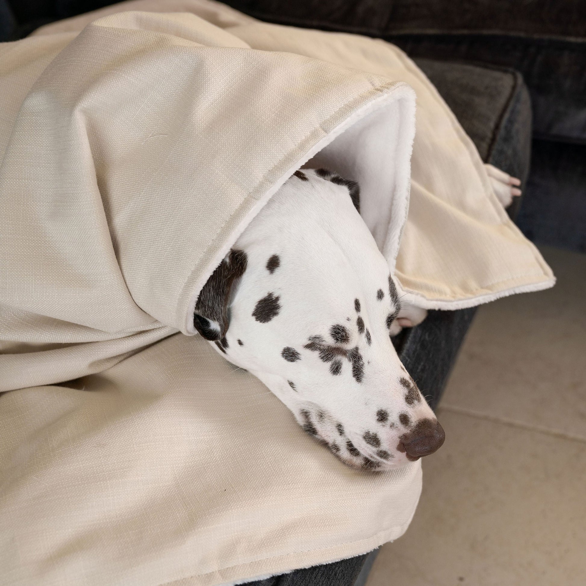  Discover Our Luxurious Savanna Bone Dog Blanket With Super Soft Sherpa & Teddy Fleece, The Perfect Blanket For Puppies, Available To Personalise And In 2 Sizes Here at Lords & Labradors