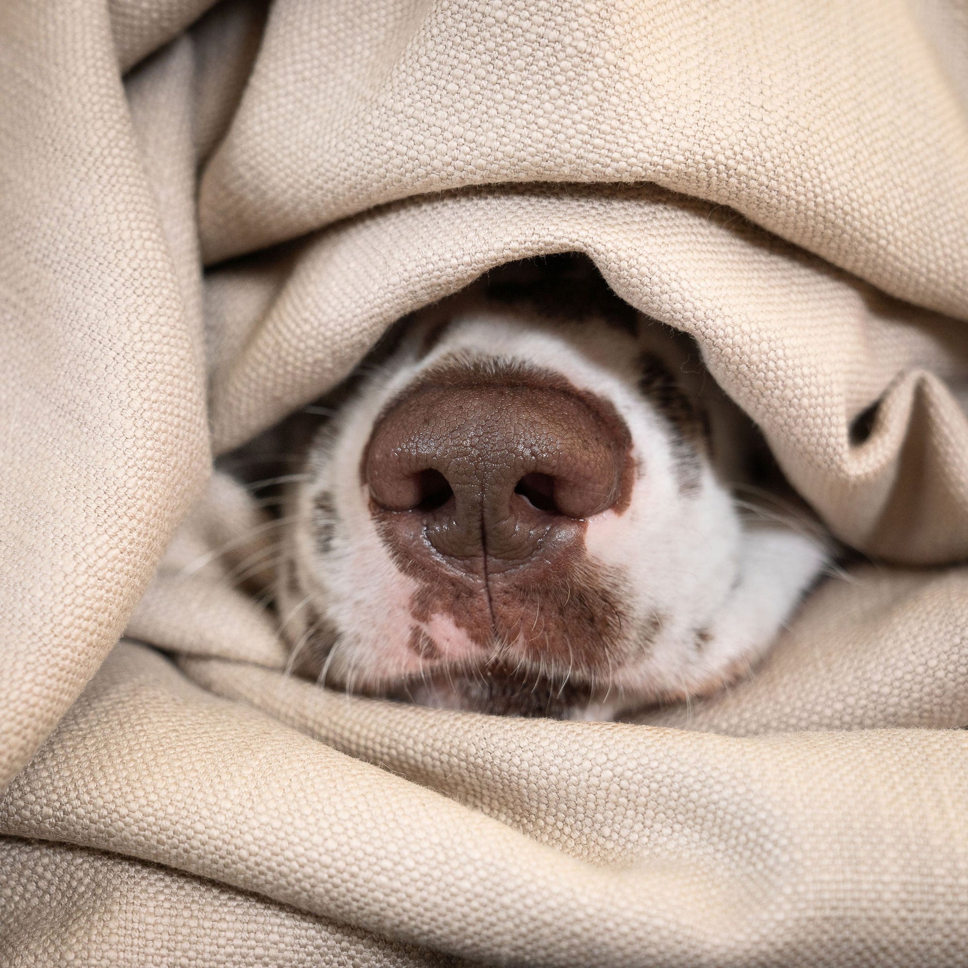  Discover Our Luxurious Savanna Oatmeal Dog Blanket With Super Soft Sherpa & Teddy Fleece, The Perfect Blanket For Puppies, Available To Personalise And In 2 Sizes Here at Lords & Labradors