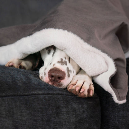 Dog & Puppy Blanket in Silt Velvet By Lords & Labradors