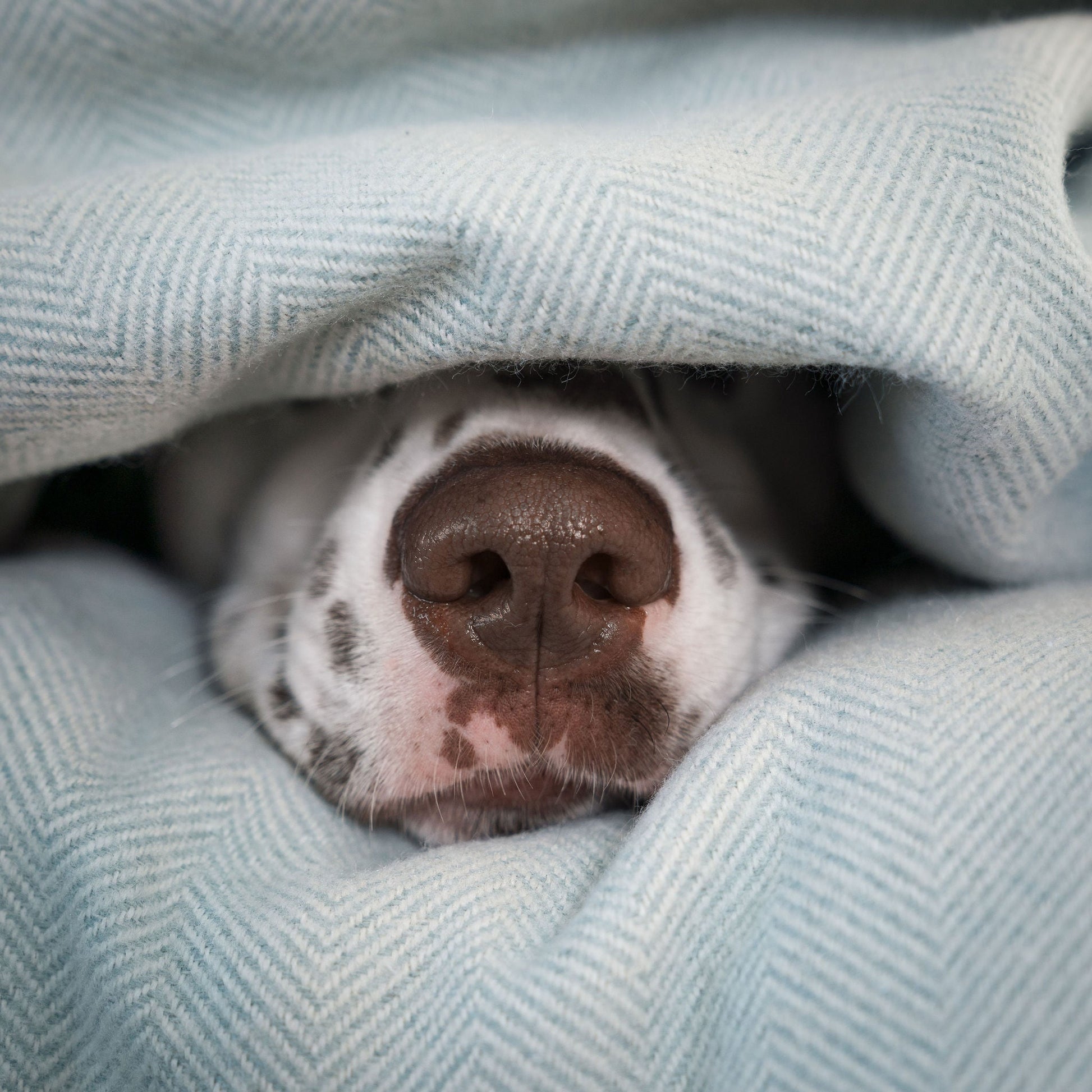 Discover Our Luxurious Duck Egg Herringbone Tweed Dog Blanket With Super Soft Sherpa & Teddy Fleece, The Perfect Blanket For Puppies, Available To Personalise And In 2 Sizes Here at Lords & Labradors