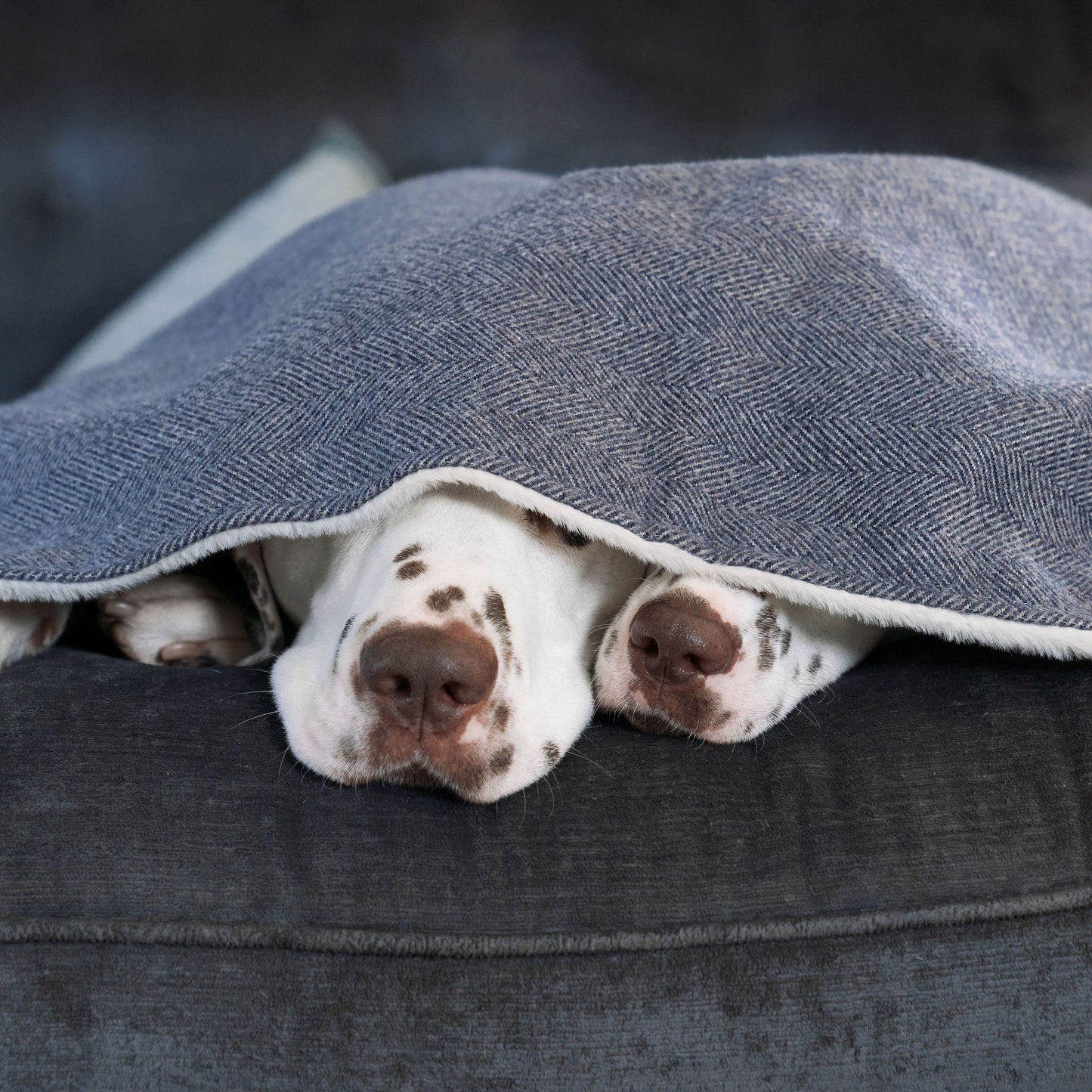 Discover Our Luxurious Oxford Herringbone Tweed Dog Blanket With Super Soft Sherpa & Teddy Fleece, The Perfect Blanket For Puppies, Available To Personalise And In 2 Sizes Here at Lords & Labradors