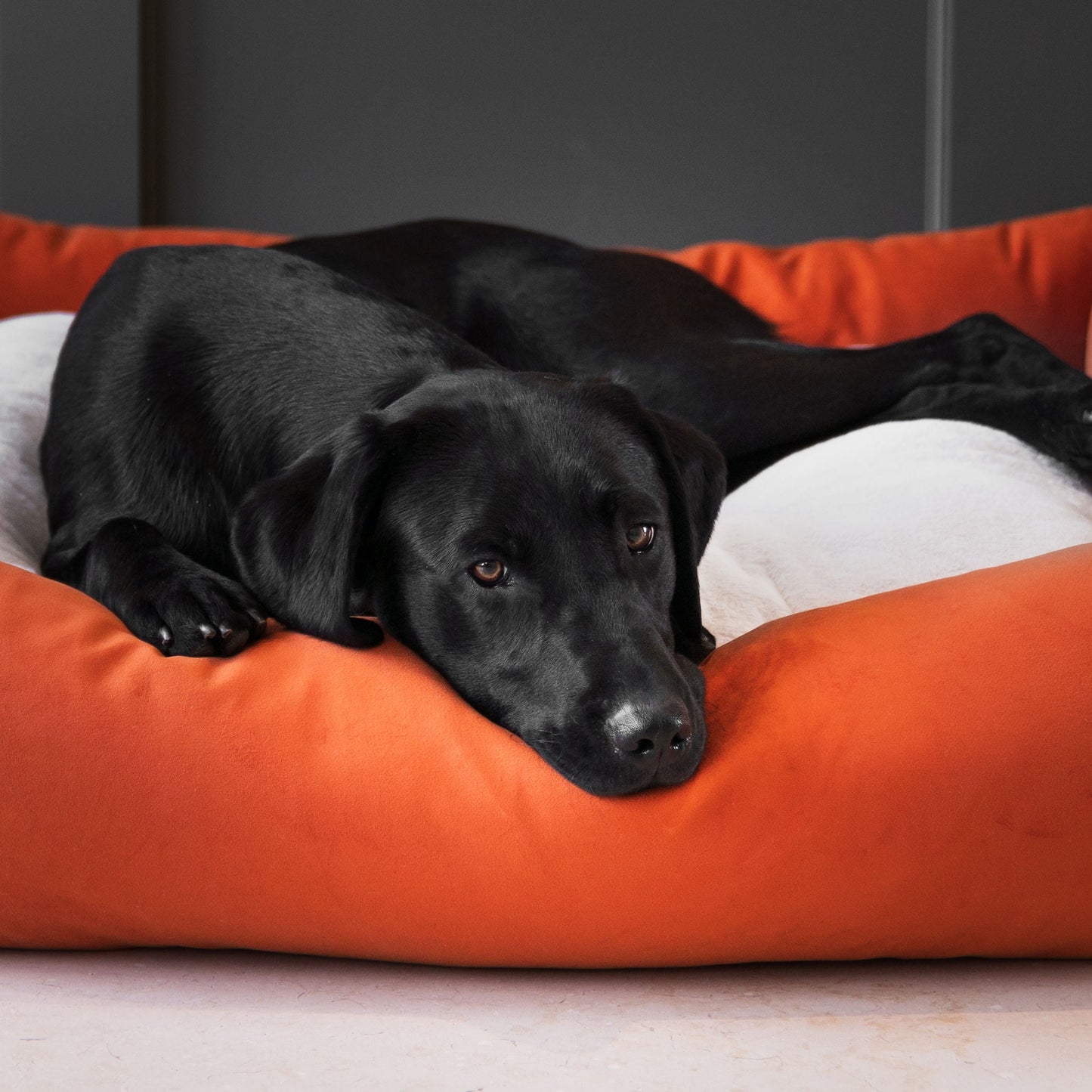 Box Bed For Dogs In Pumpkin Velvet By Lords & Labradors