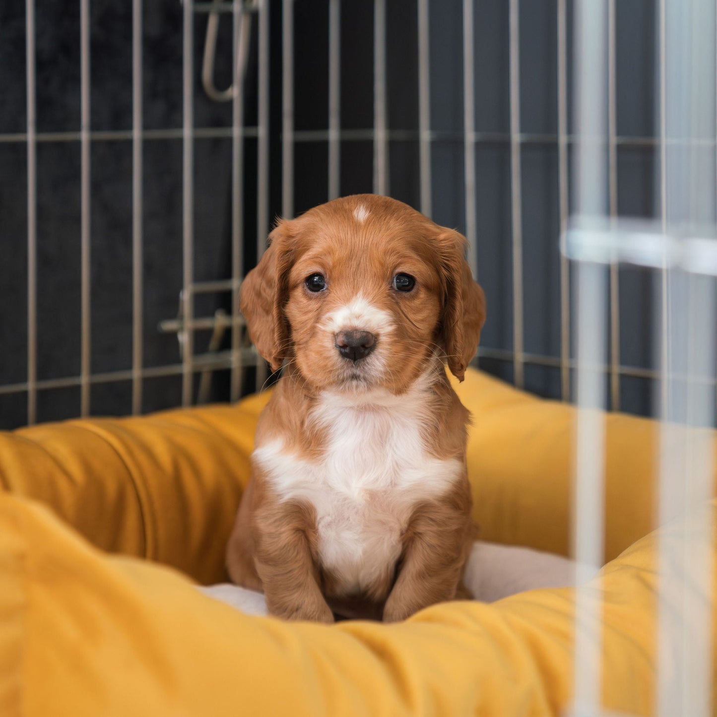 Cosy & Calming Puppy Crate Bed In Saffron Velvet By Lords & Labradors