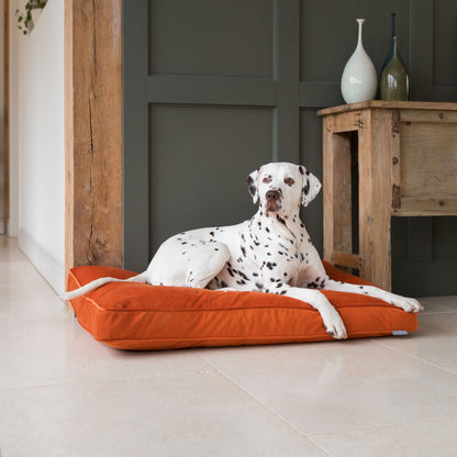 Dog Cushion in Pumpkin Velvet by Lords & Labradors