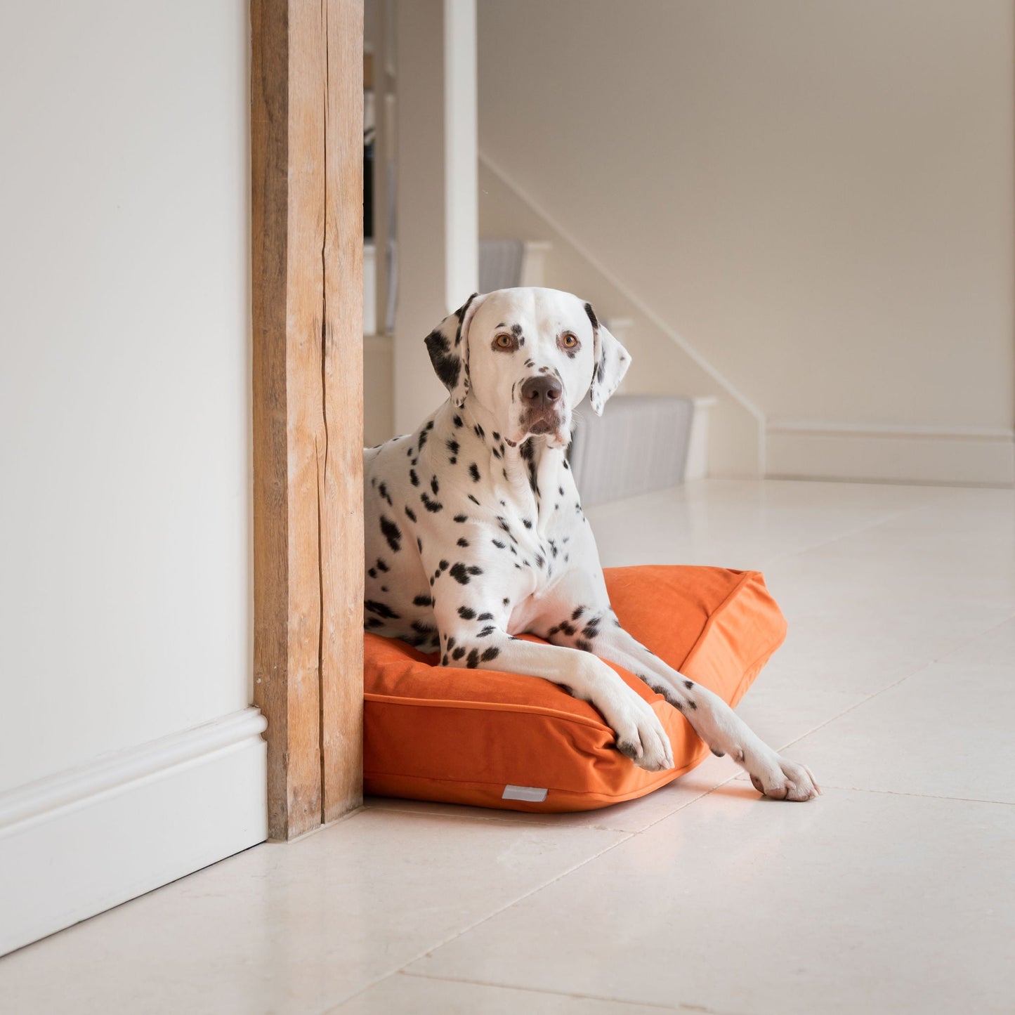 Dog Cushion in Pumpkin Velvet by Lords & Labradors