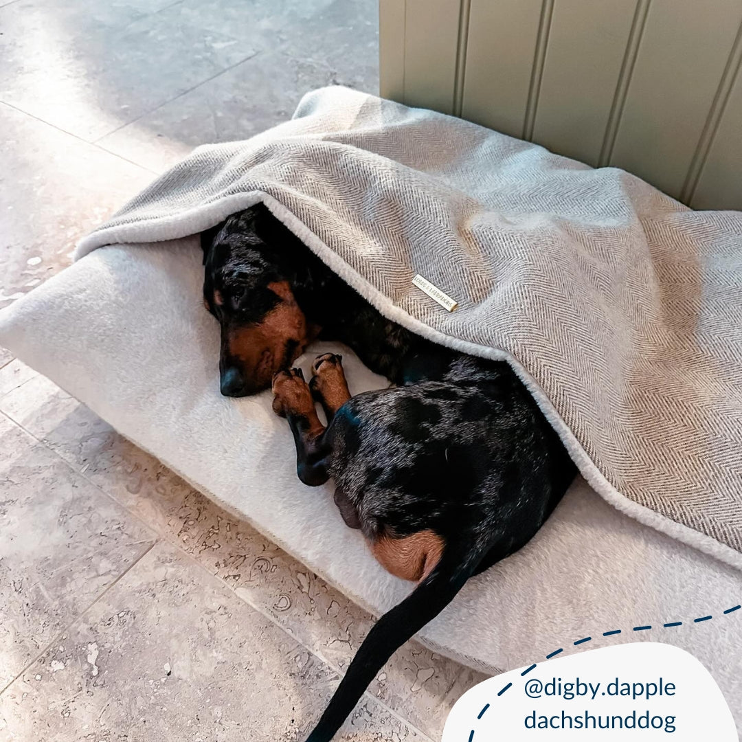 Discover The Perfect Burrow For Your Pet, Our Stunning Sleepy Burrow Dog Beds In Natural Herringbone Is The Perfect Bed Choice For Your Pet, Available Now at Lords & Labradors