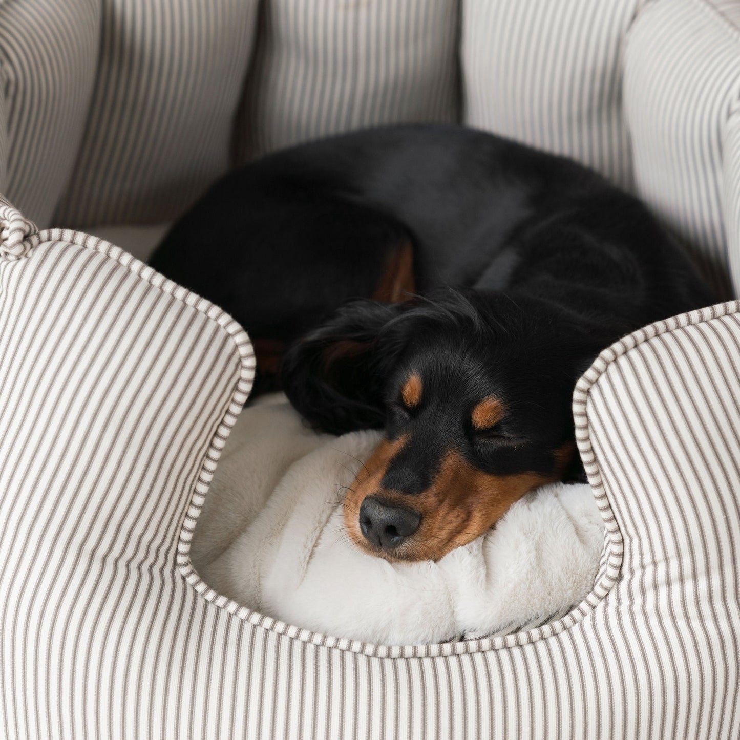 High Wall Bed For Dogs in Regency Stripe by Lords & Labradors