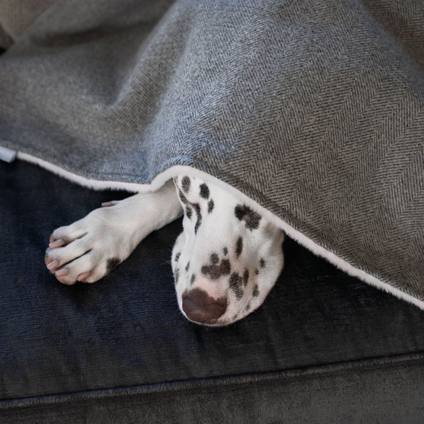 Discover Our Luxurious Pewter Herringbone Tweed Dog Blanket With Super Soft Sherpa & Teddy Fleece, The Perfect Blanket For Puppies, Available To Personalise And In 2 Sizes Here at Lords & Labradors