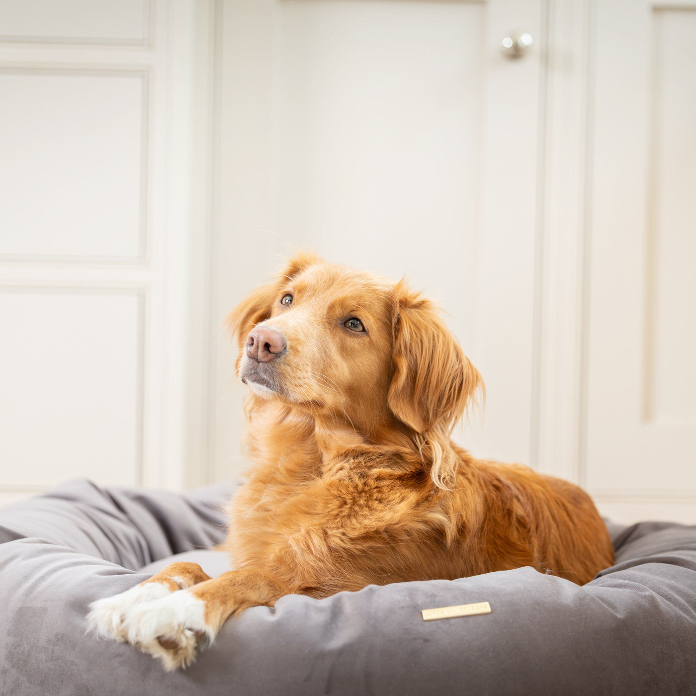 Donut Bed in Silt Velvet By Lords & Labradors