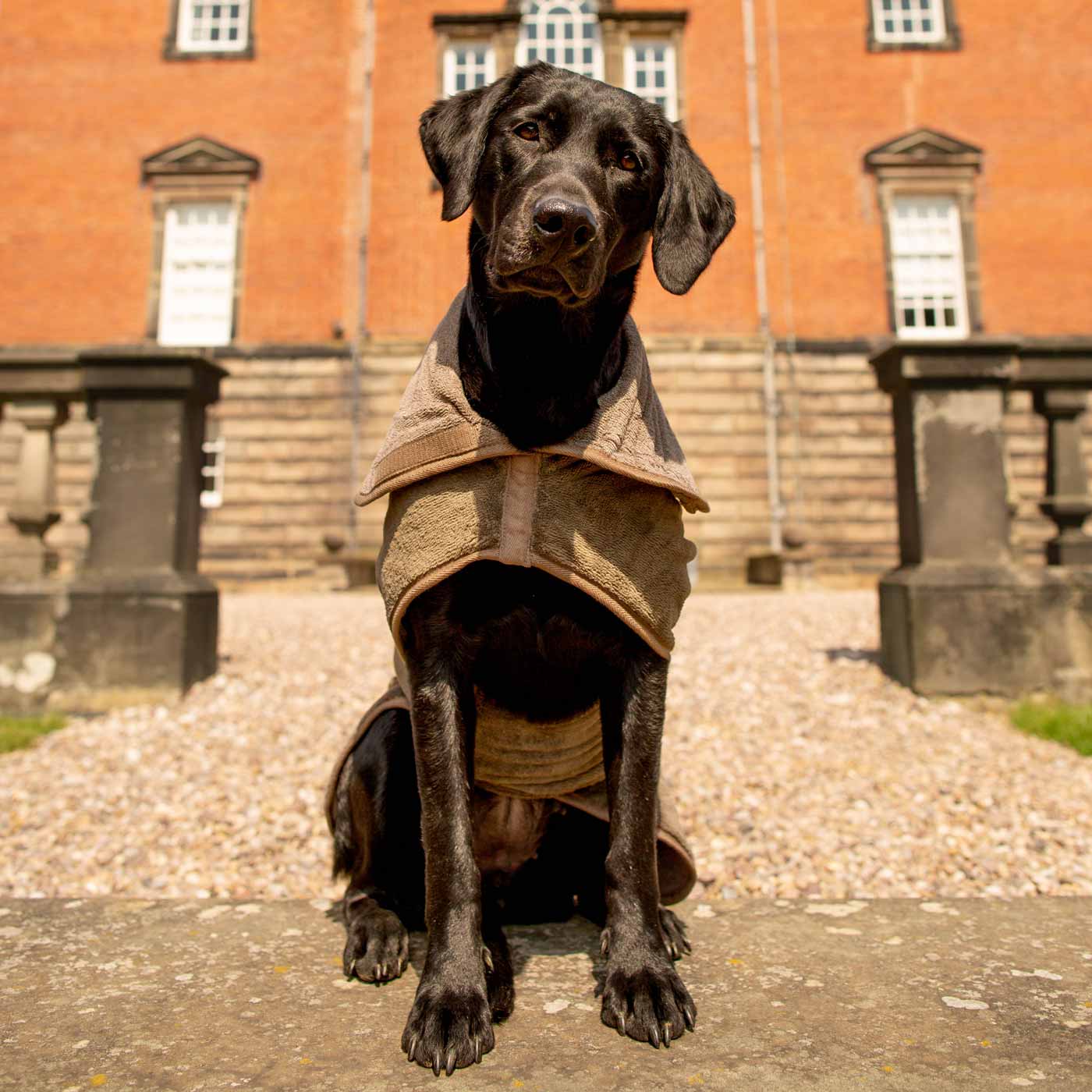 Discover the perfect dog drying with our bamboo dog drying coat in Mole (Brown) The ideal choice for pet drying after walking and bath-time. Made using luxurious bamboo to aid sensitive skin! Available to personalise now at Lords & Labradors in 5 sizes and 4 beautiful colours!        