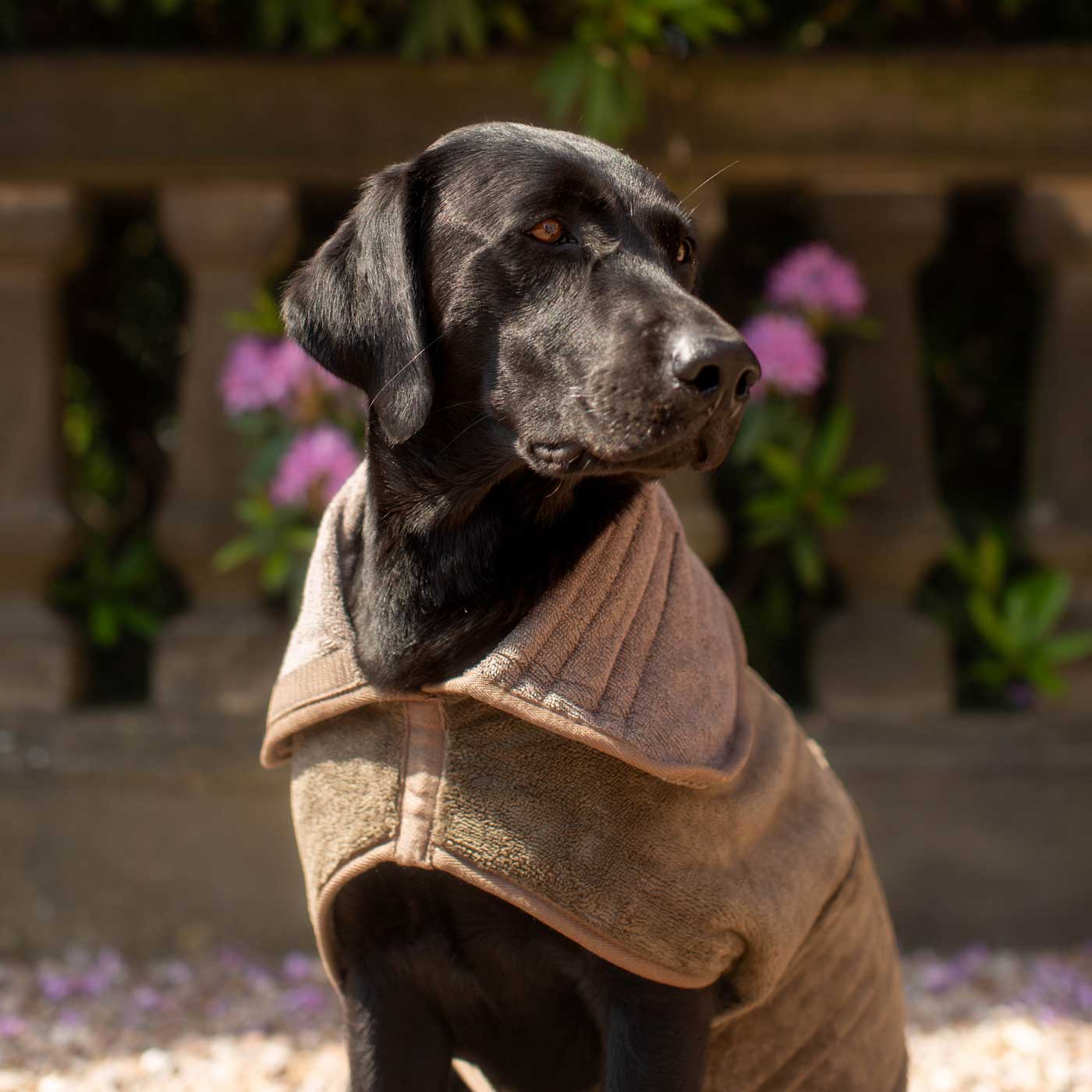 Discover the perfect dog drying with our bamboo dog drying coat in Mole (Brown) The ideal choice for pet drying after walking and bath-time. Made using luxurious bamboo to aid sensitive skin! Available to personalise now at Lords & Labradors in 5 sizes and 4 beautiful colours!        