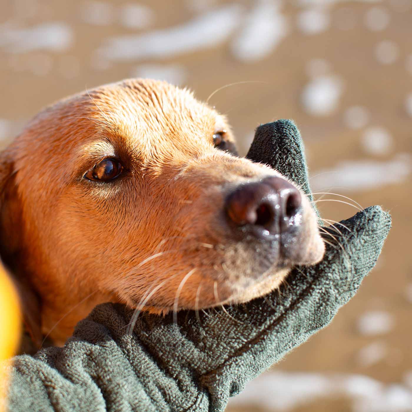 Introducing the ultimate bamboo dog drying mitts in beautiful fir green, made from luxurious bamboo to aid sensitive skin featuring universal size to fit all with super absorbent material for easy pet drying! The perfect dog drying gloves, available now at Lords & Labradors In four colours!    