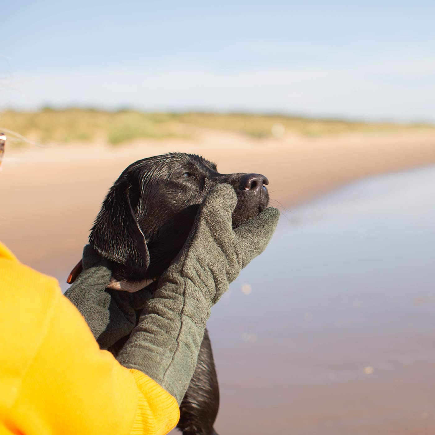 Introducing the ultimate bamboo dog drying mitts in beautiful fir green, made from luxurious bamboo to aid sensitive skin featuring universal size to fit all with super absorbent material for easy pet drying! The perfect dog drying gloves, available now at Lords & Labradors In four colours!    