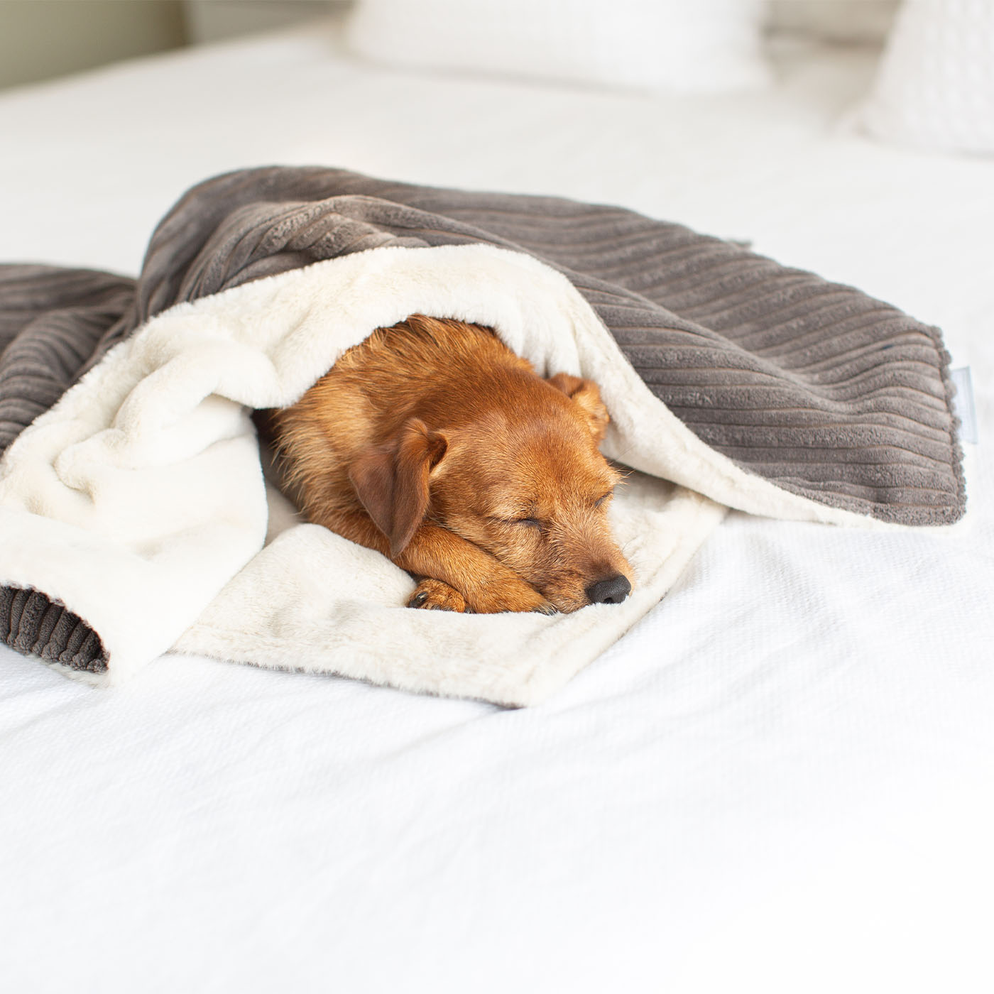  Discover Our Luxurious Grey Essentials Plush Dog Blanket With Super Soft Sherpa & Teddy Fleece, The Perfect Blanket For Puppies, Available To Personalise And In 2 Sizes Here at Lords & Labradors