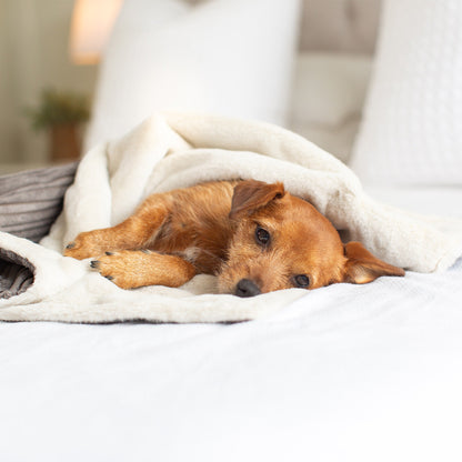  Discover Our Luxurious Grey Essentials Plush Dog Blanket With Super Soft Sherpa & Teddy Fleece, The Perfect Blanket For Puppies, Available To Personalise And In 2 Sizes Here at Lords & Labradors