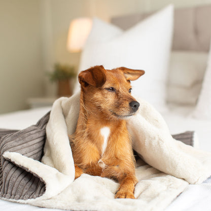  Discover Our Luxurious Grey Essentials Plush Dog Blanket With Super Soft Sherpa & Teddy Fleece, The Perfect Blanket For Puppies, Available To Personalise And In 2 Sizes Here at Lords & Labradors