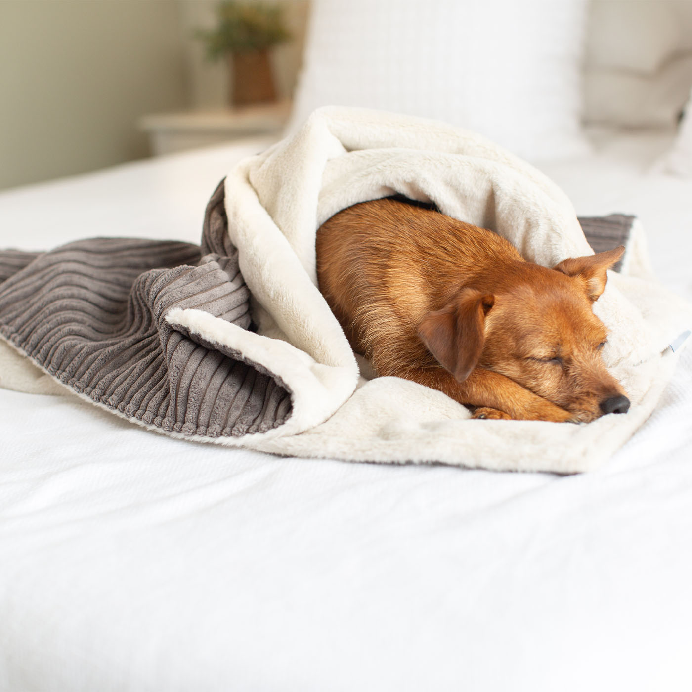  Discover Our Luxurious Grey Essentials Plush Dog Blanket With Super Soft Sherpa & Teddy Fleece, The Perfect Blanket For Puppies, Available To Personalise And In 2 Sizes Here at Lords & Labradors