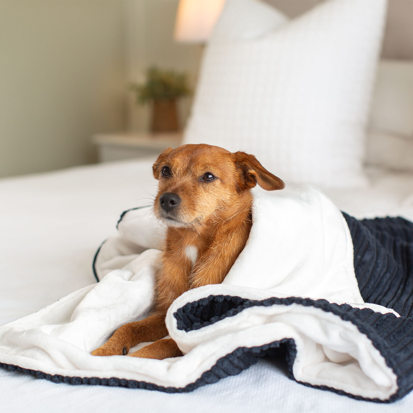  Discover Our Luxurious Navy Essentials Plush Dog Blanket With Super Soft Sherpa & Teddy Fleece, The Perfect Blanket For Puppies, Available To Personalise And In 2 Sizes Here at Lords & Labradors