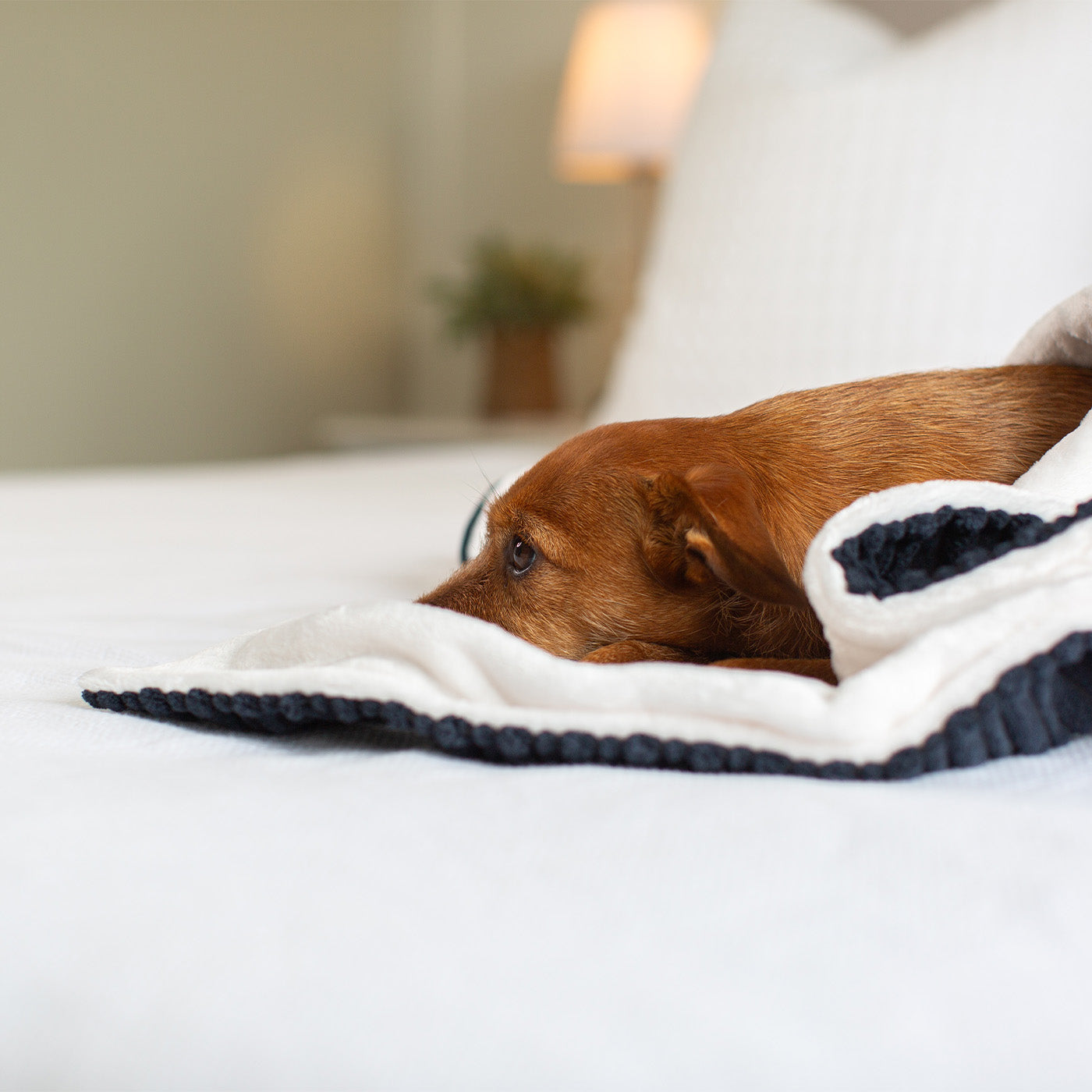  Discover Our Luxurious Navy Essentials Plush Dog Blanket With Super Soft Sherpa & Teddy Fleece, The Perfect Blanket For Puppies, Available To Personalise And In 2 Sizes Here at Lords & Labradors