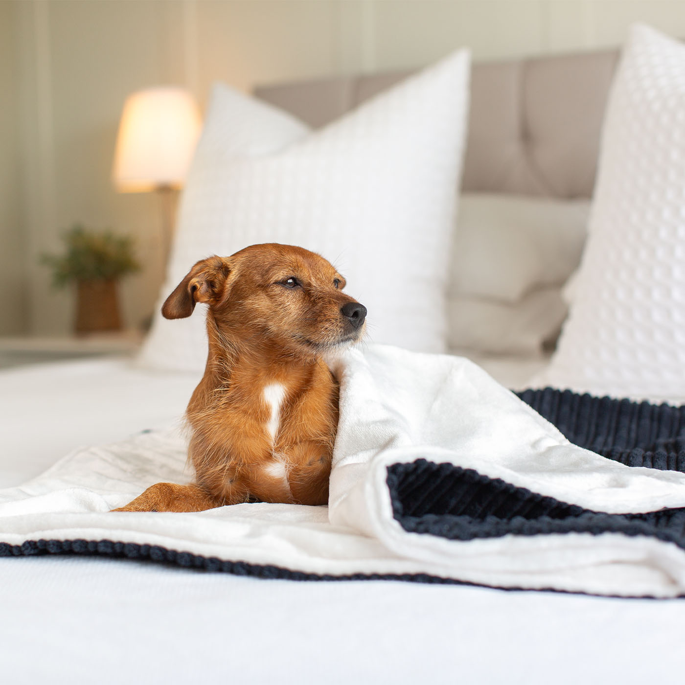  Discover Our Luxurious Navy Essentials Plush Dog Blanket With Super Soft Sherpa & Teddy Fleece, The Perfect Blanket For Puppies, Available To Personalise And In 2 Sizes Here at Lords & Labradors