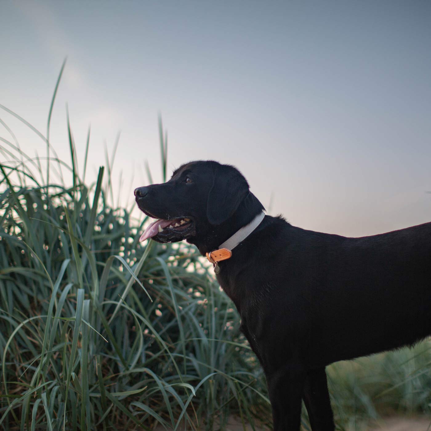 Discover dog walking luxury with our handcrafted Italian dog collar in beautiful essentials twill cream linen with cream fabric! The perfect collar for dogs available now at Lords & Labradors 