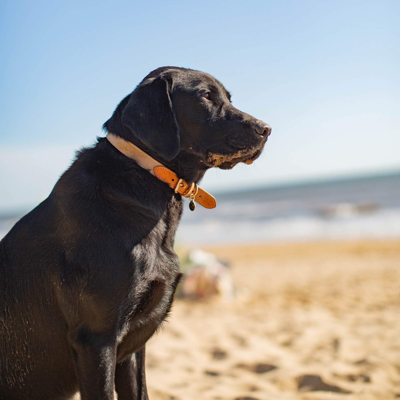 Discover dog walking luxury with our handcrafted Italian dog collar in beautiful essentials twill cream linen with cream fabric! The perfect collar for dogs available now at Lords & Labradors 