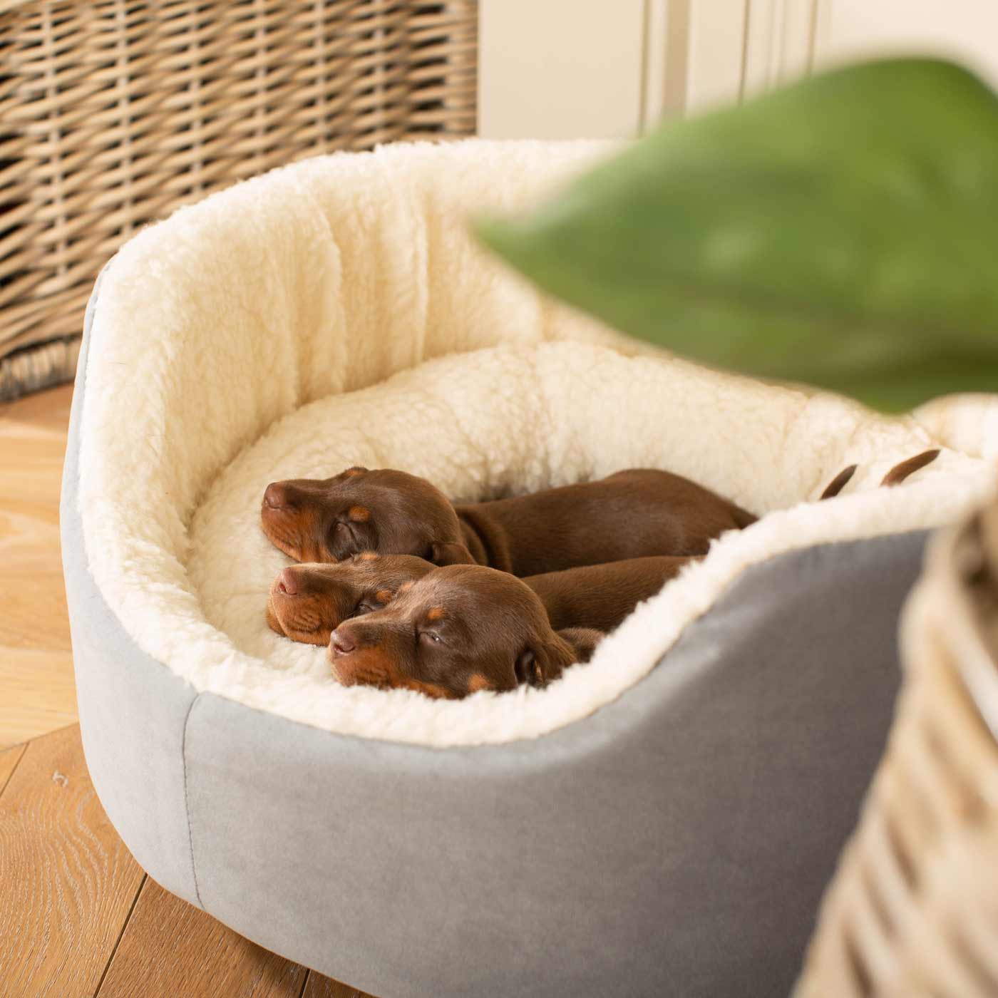 Discover our luxurious dog bed perfect for puppy growing! Crafted from plush sherpa, faux suede outer and complete with soft foam inner to present the ideal dog bed for puppies to grow! Available now at Lords & Labradors    