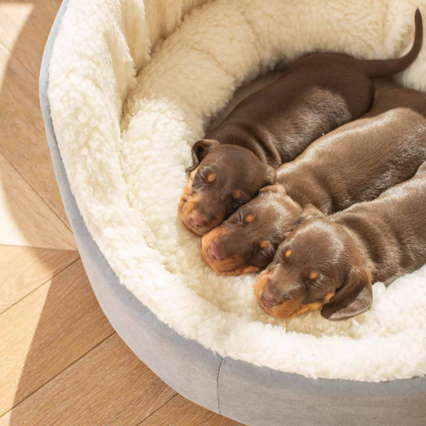 Discover our luxurious dog bed perfect for puppy growing! Crafted from plush sherpa, faux suede outer and complete with soft foam inner to present the ideal dog bed for puppies to grow! Available now at Lords & Labradors    