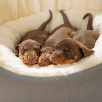 Discover our luxurious dog bed perfect for puppy growing! Crafted from plush sherpa, faux suede outer and complete with soft foam inner to present the ideal dog bed for puppies to grow! Available now at Lords & Labradors    