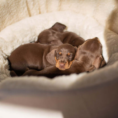 Discover our luxurious dog bed perfect for puppy growing! Crafted from plush sherpa, faux suede outer and complete with soft foam inner to present the ideal dog bed for puppies to grow! Available now at Lords & Labradors    