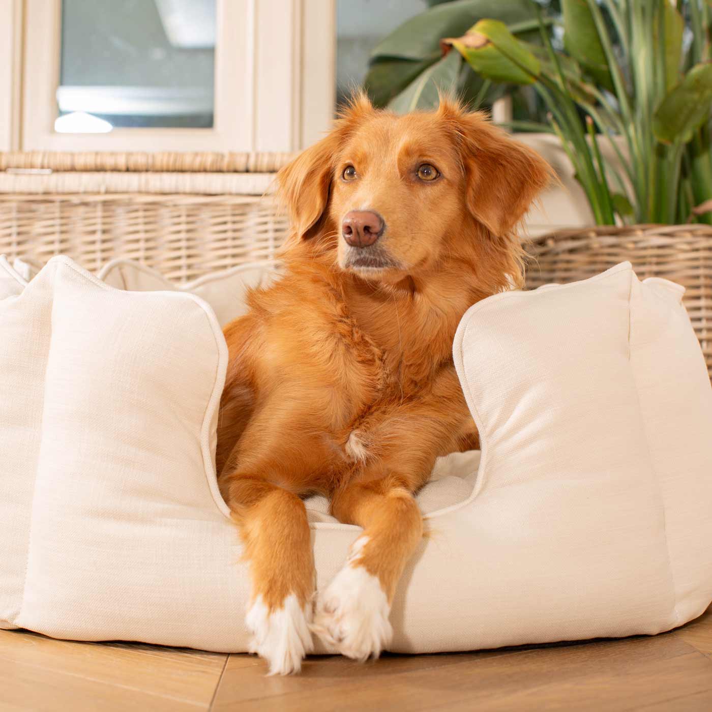 Discover Our Luxurious High Wall Bed For Dogs, Featuring inner pillow with plush teddy fleece on one side To Craft The Perfect Dogs Bed In Stunning Savanna Bone! Available To Personalise Now at Lords & Labradors    