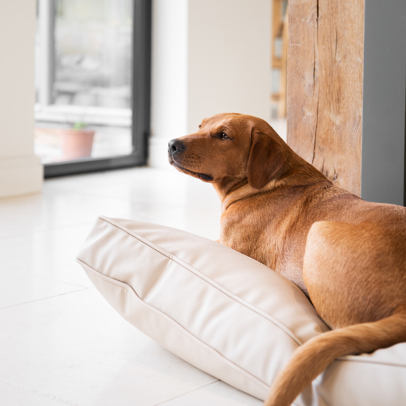 Luxury Dog Cushion in Rhino Tough Faux Leather in Sand, The Perfect Pet Bed Time Accessory! Available Now at Lords & Labradors