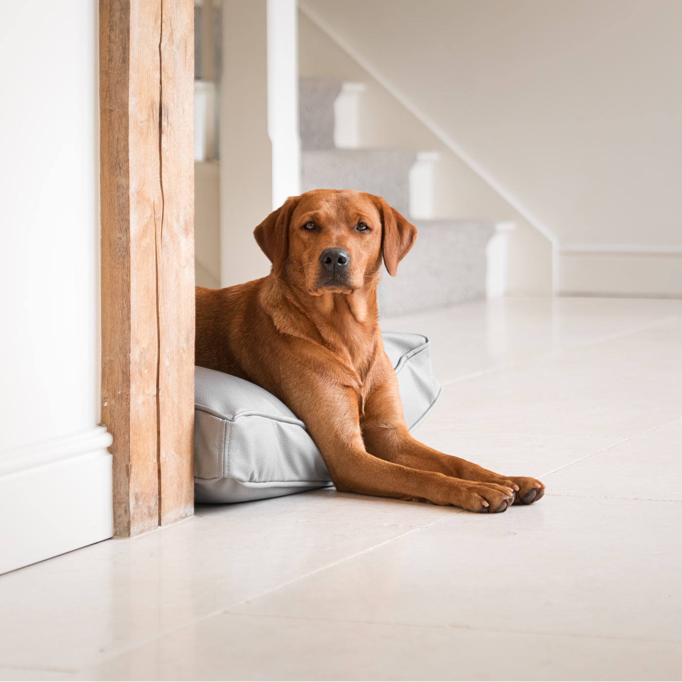 Luxury Dog Cushion in Rhino Tough Granite Faux Leather, The Perfect Pet Bed Time Accessory! Available Now at Lords & Labradors