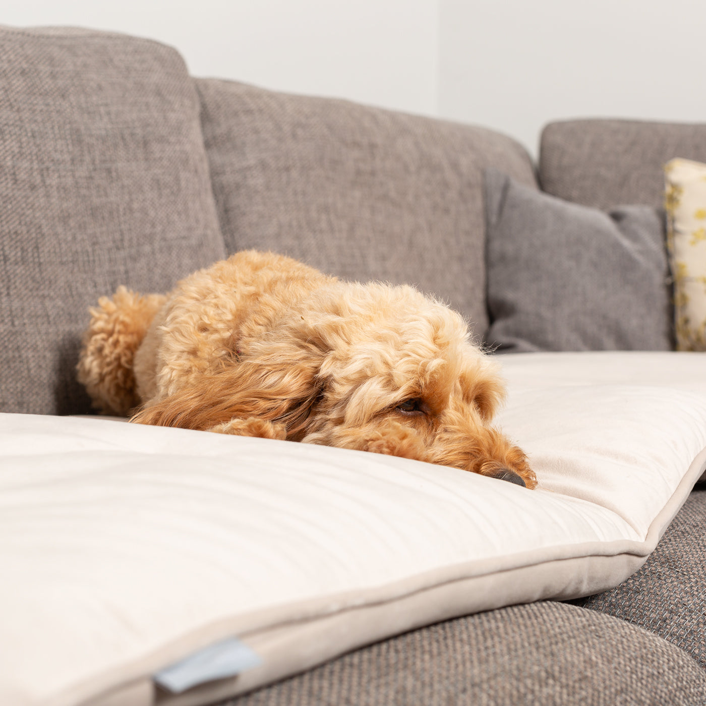 Sofa Topper in Oyster Velvet By Lords & Labradors