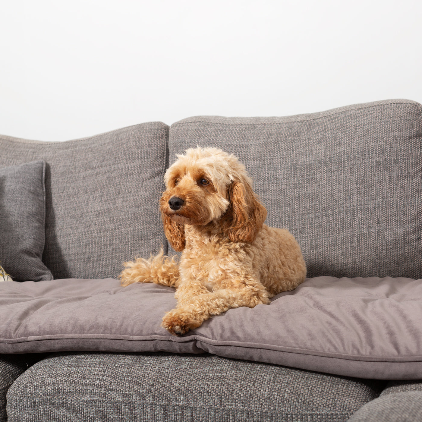 Sofa Topper in Silt Velvet By Lords & Labradors