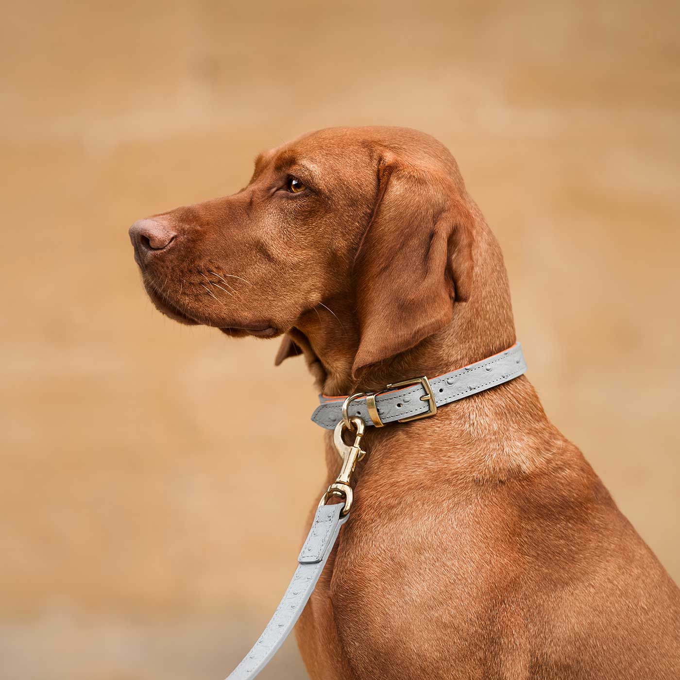 Discover dog walking luxury with our handcrafted Italian real leather, embossed with an Ostrich inspired print for the ultimate luxurious look, Dog Collar in Grey & Orange! The perfect Collar for dogs available now at Lords & Labradors