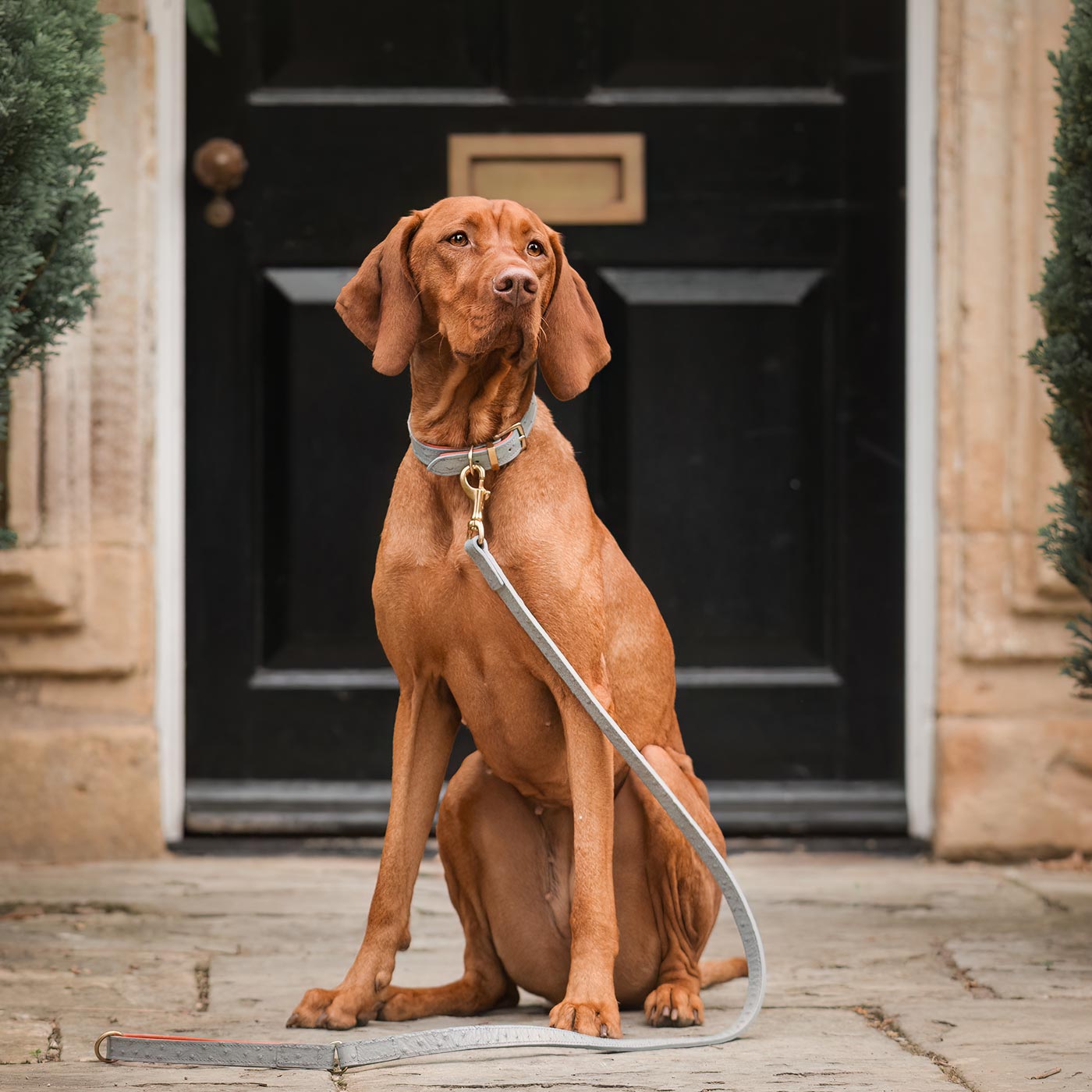 Discover dog walking luxury with our handcrafted Italian Ostrich leather dog Lead in Grey & Orange! The perfect Lead for dogs available now at Lords & Labradors